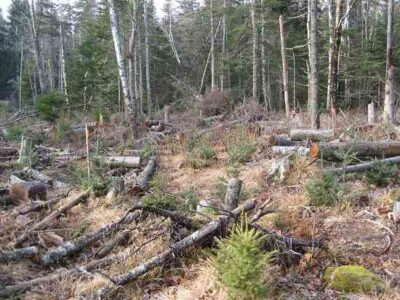 5 Steps to Our New Orchard Image